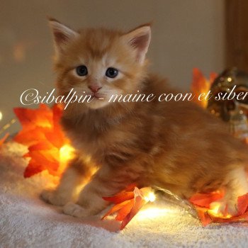 chaton Maine coon red silver blotched tabby Union Elevage Sibalpin