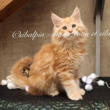 chaton Maine coon red silver blotched tabby Union Elevage Sibalpin