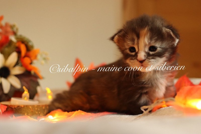 Uriah Femelle Maine coon Uriah Femelle Maine coon