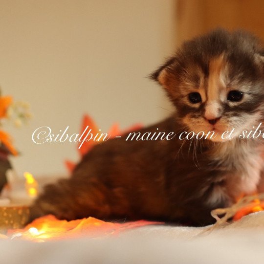 Uriah Femelle Maine coon