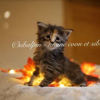 chaton Maine coon black tortie silver tabby Uriah Elevage Sibalpin