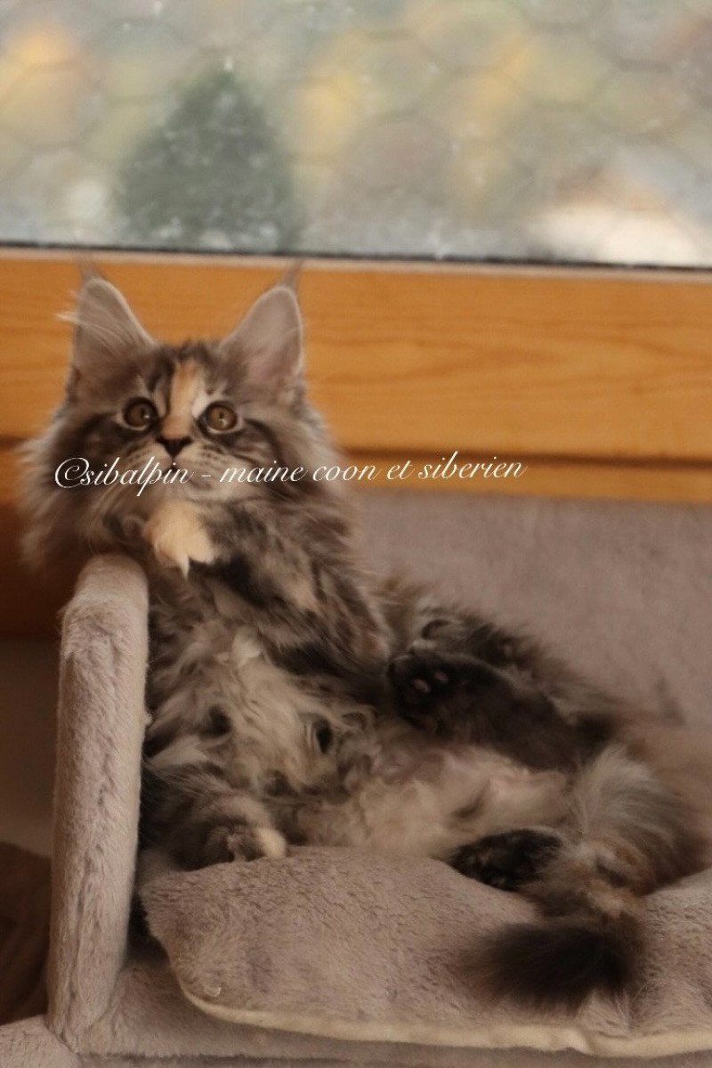 Uriah Femelle Maine coon