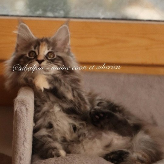 Uriah Femelle Maine coon