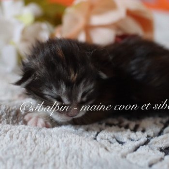 chaton Maine coon brown tabby Utena Elevage Sibalpin