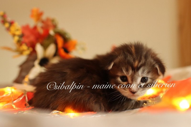 Utena Femelle Maine coon Utena Femelle Maine coon