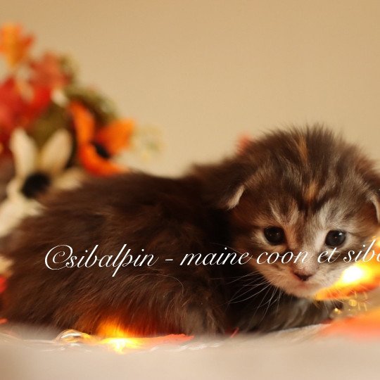 Utena Femelle Maine coon