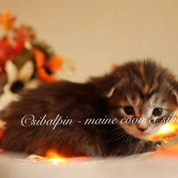 chaton Maine coon brown tabby Utena Elevage Sibalpin