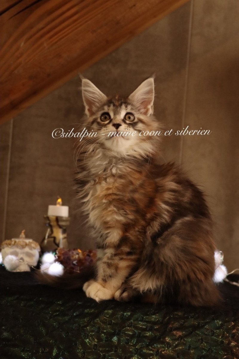 Utena Femelle Maine coon