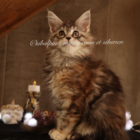 Utena Femelle Maine coon