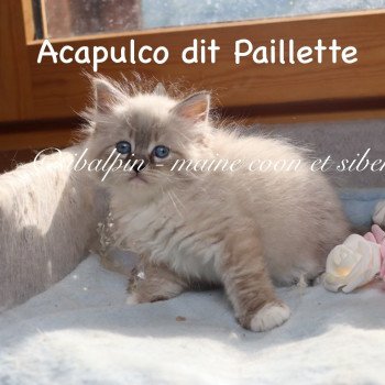 chaton Neva Masquerade blue tabby point & blanc Acapulco Elevage Sibalpin chaton Neva Masquerade blue tabby point & blanc Acapulco Elevage Sibalpin