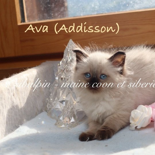 Addisson Femelle Neva Masquerade