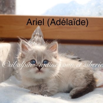 chaton Neva Masquerade seal silver tabby point Adélaïde Elevage Sibalpin chaton Neva Masquerade seal silver tabby point Adélaïde Elevage Sibalpin