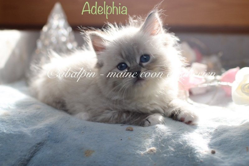 Adelphia Femelle Neva Masquerade Adelphia Femelle Neva Masquerade