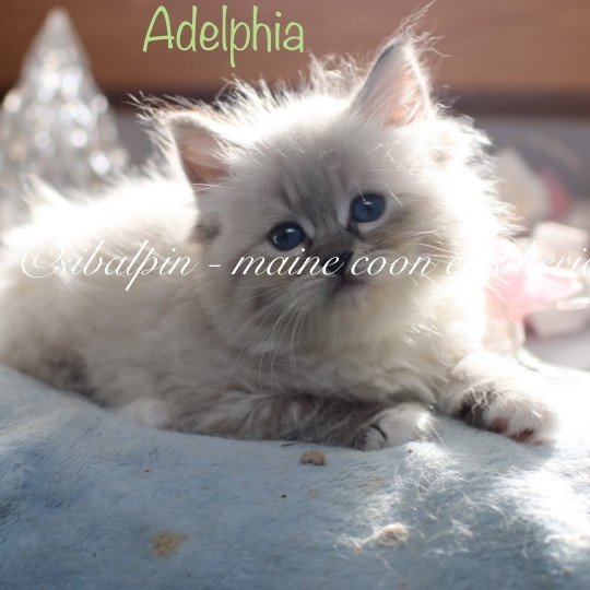 Adelphia Femelle Neva Masquerade