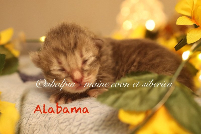 Alabama Mâle Neva Masquerade Alabama Mâle Neva Masquerade