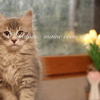 chaton Sibérien blue mackerel tabby Alabama Elevage Sibalpin chaton Sibérien blue mackerel tabby Alabama Elevage Sibalpin