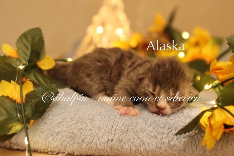 Alaska Mâle Neva Masquerade Alaska Mâle Neva Masquerade