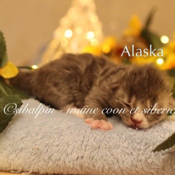 chaton Neva Masquerade & blanc Alaska Elevage Sibalpin chaton Neva Masquerade & blanc Alaska Elevage Sibalpin