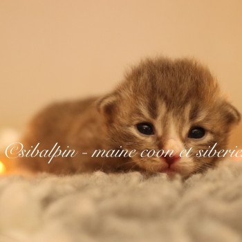 chaton Neva Masquerade & blanc Alaska Elevage Sibalpin chaton Neva Masquerade & blanc Alaska Elevage Sibalpin