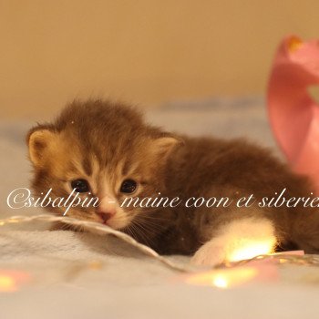 chaton Neva Masquerade & blanc Alaska Elevage Sibalpin chaton Neva Masquerade & blanc Alaska Elevage Sibalpin