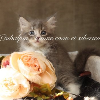 chaton Neva Masquerade blue mackerel tabby & blanc Alaska Elevage Sibalpin chaton Neva Masquerade blue mackerel tabby & blanc Alaska Elevage Sibalpin
