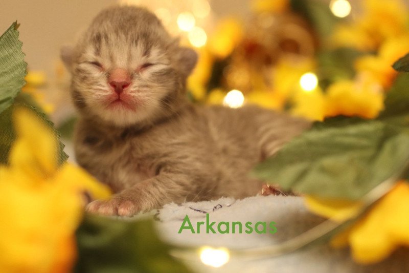 Arkansas Mâle Neva Masquerade Arkansas Mâle Neva Masquerade