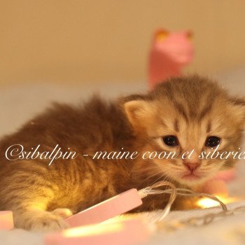 chaton Neva Masquerade Arkansas Elevage Sibalpin chaton Neva Masquerade Arkansas Elevage Sibalpin