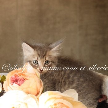 chaton Neva Masquerade blue silver mackerel tabby Arkansas Elevage Sibalpin chaton Neva Masquerade blue silver mackerel tabby Arkansas Elevage Sibalpin