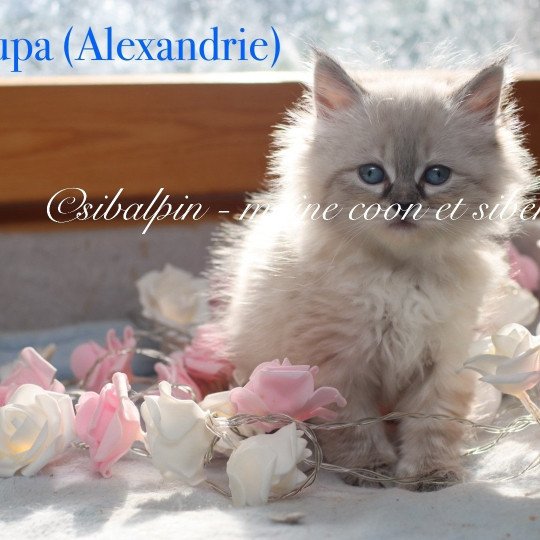 Alexandrie Femelle Neva Masquerade