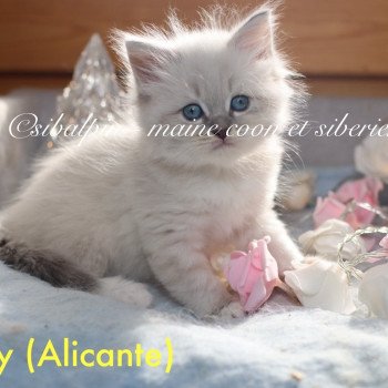 chaton Neva Masquerade blue silver tabby point & blanc Alicante Elevage Sibalpin chaton Neva Masquerade blue silver tabby point & blanc Alicante Elevage Sibalpin