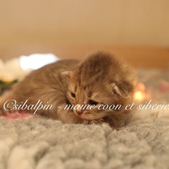 chaton Neva Masquerade smoke Amberley Elevage Sibalpin chaton Neva Masquerade smoke Amberley Elevage Sibalpin