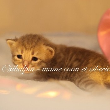chaton Neva Masquerade smoke Amberley Elevage Sibalpin chaton Neva Masquerade smoke Amberley Elevage Sibalpin