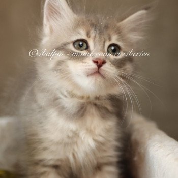 chaton Neva Masquerade blue silver mackerel tabby Amberley Elevage Sibalpin chaton Neva Masquerade blue silver mackerel tabby Amberley Elevage Sibalpin