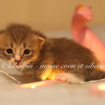 chaton Neva Masquerade & blanc Arizona Elevage Sibalpin chaton Neva Masquerade & blanc Arizona Elevage Sibalpin