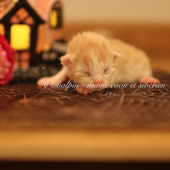 chaton Neva Masquerade red bicolor Barcelone Elevage Sibalpin