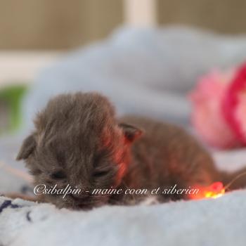 chaton Neva Masquerade blue mackerel tabby Bellagio Elevage Sibalpin
