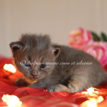 chaton Neva Masquerade blue mackerel tabby Bellagio Elevage Sibalpin