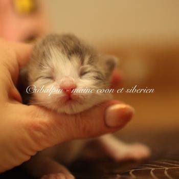 chaton Neva Masquerade blue bicolor Bora-Bora Elevage Sibalpin