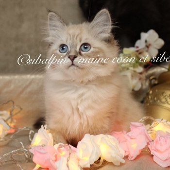 chaton Neva Masquerade seal tabby point Ulvila Elevage Sibalpin