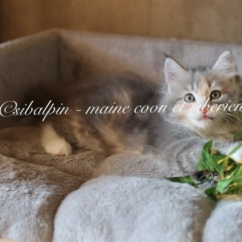 chaton Neva Masquerade blue tortie blotched tabby & blanc Ushuaïa Elevage Sibalpin