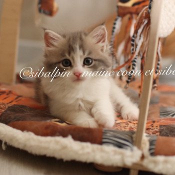 chaton Neva Masquerade blue tortie blotched tabby & blanc Utopia Elevage Sibalpin