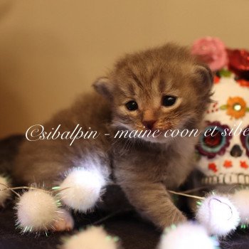 chaton Sibérien blue tabby & blanc Vi Elevage Sibalpin