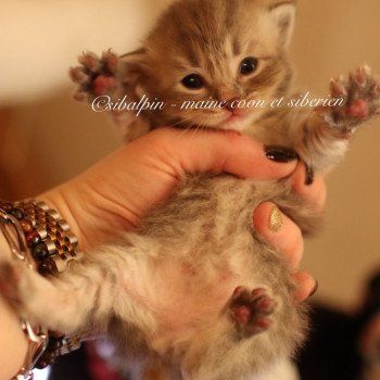 chaton Sibérien blue tabby Volga Elevage Sibalpin