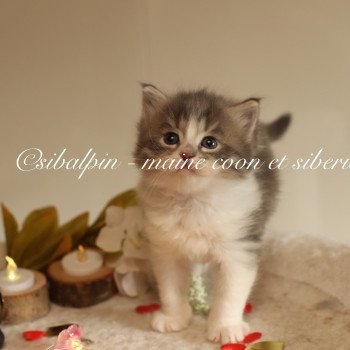 chaton Sibérien blue silver tabby bicolor Alexander Elevage Sibalpin chaton Sibérien blue silver tabby bicolor Alexander Elevage Sibalpin