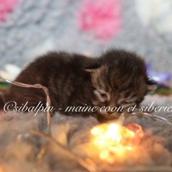 chaton Sibérien black & blanc Amadora Elevage Sibalpin chaton Sibérien black & blanc Amadora Elevage Sibalpin