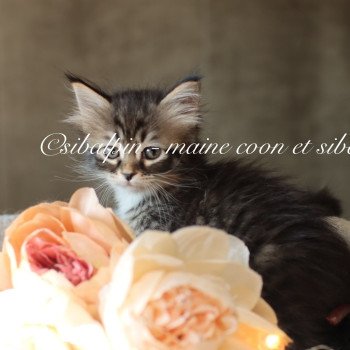 chaton Sibérien brown mackerel tabby & blanc Amadora Elevage Sibalpin chaton Sibérien brown mackerel tabby & blanc Amadora Elevage Sibalpin