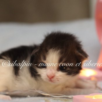 chaton Sibérien black bicolor Anchorage Elevage Sibalpin chaton Sibérien black bicolor Anchorage Elevage Sibalpin