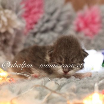 chaton Sibérien blue silver mackerel tabby & blanc Andorra Elevage Sibalpin