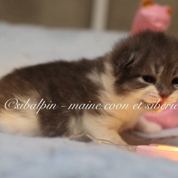 chaton Sibérien blue silver mackerel tabby & blanc Andorra Elevage Sibalpin chaton Sibérien blue silver mackerel tabby & blanc Andorra Elevage Sibalpin