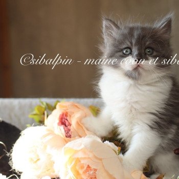 chaton Sibérien blue smoke & blanc Andorra Elevage Sibalpin chaton Sibérien blue smoke & blanc Andorra Elevage Sibalpin